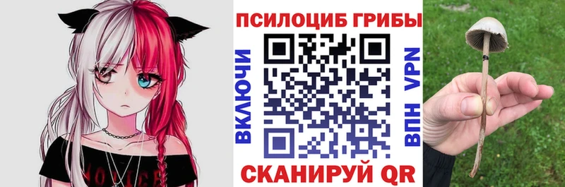 сколько стоит Пудож Псилоцибиновые грибы Psilocybe
